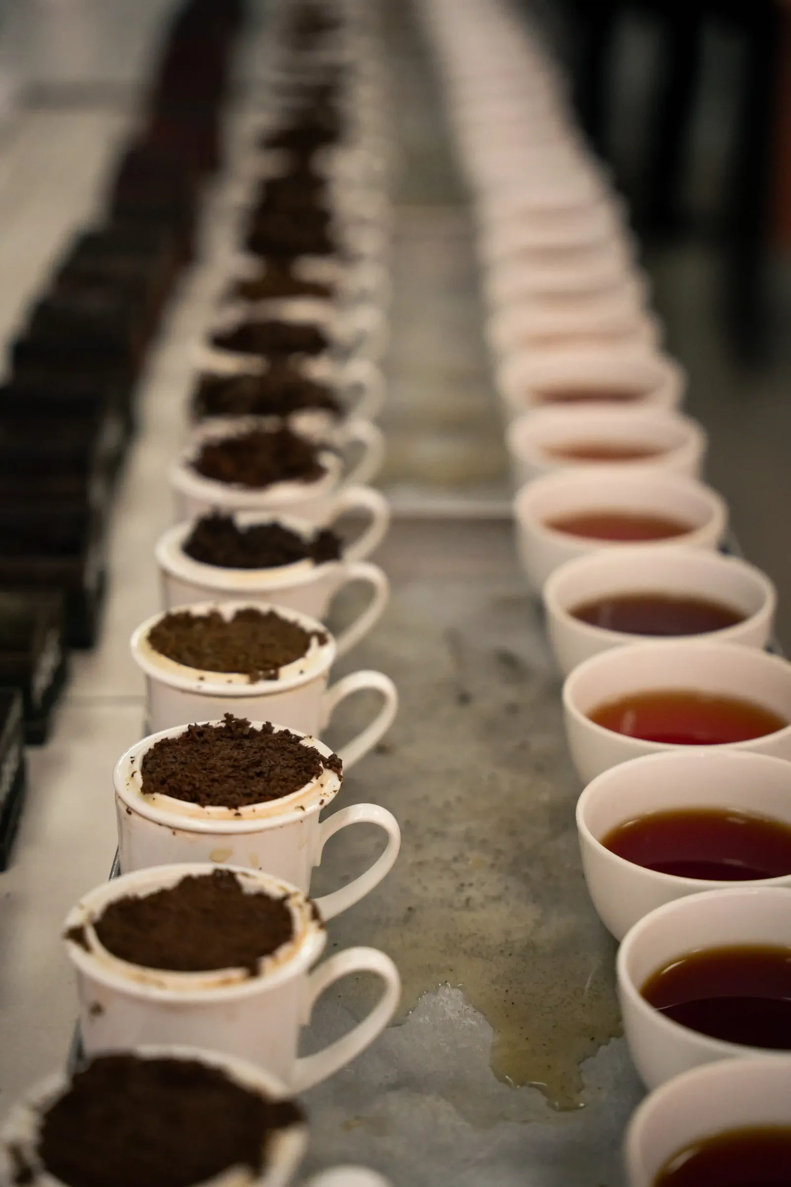 Tea evaluation and selection at the Colombo Tea Auction