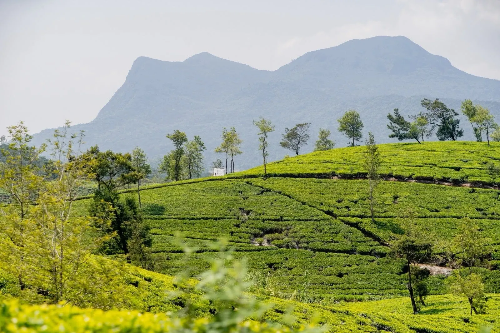Ceylon tea growing regions